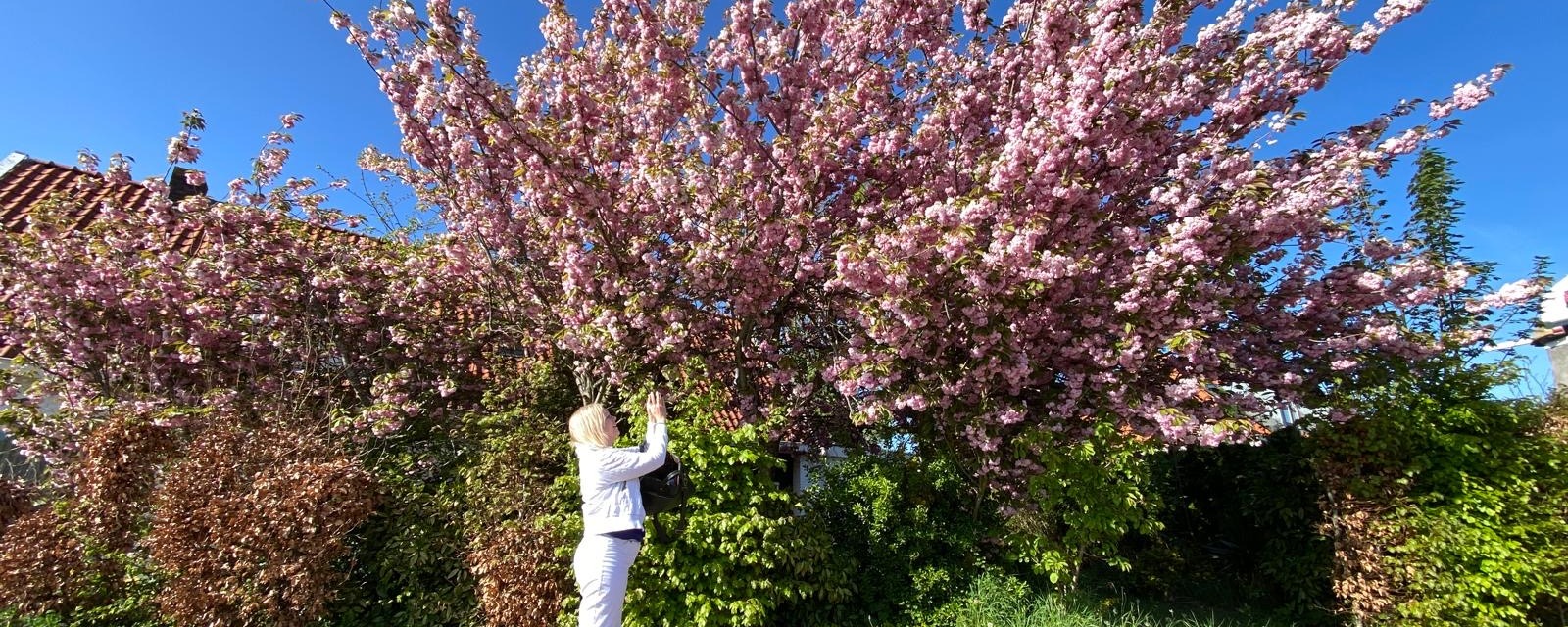 Roze bloesem-boom in volle bloei, Irene Vos raakt de bloesem aan