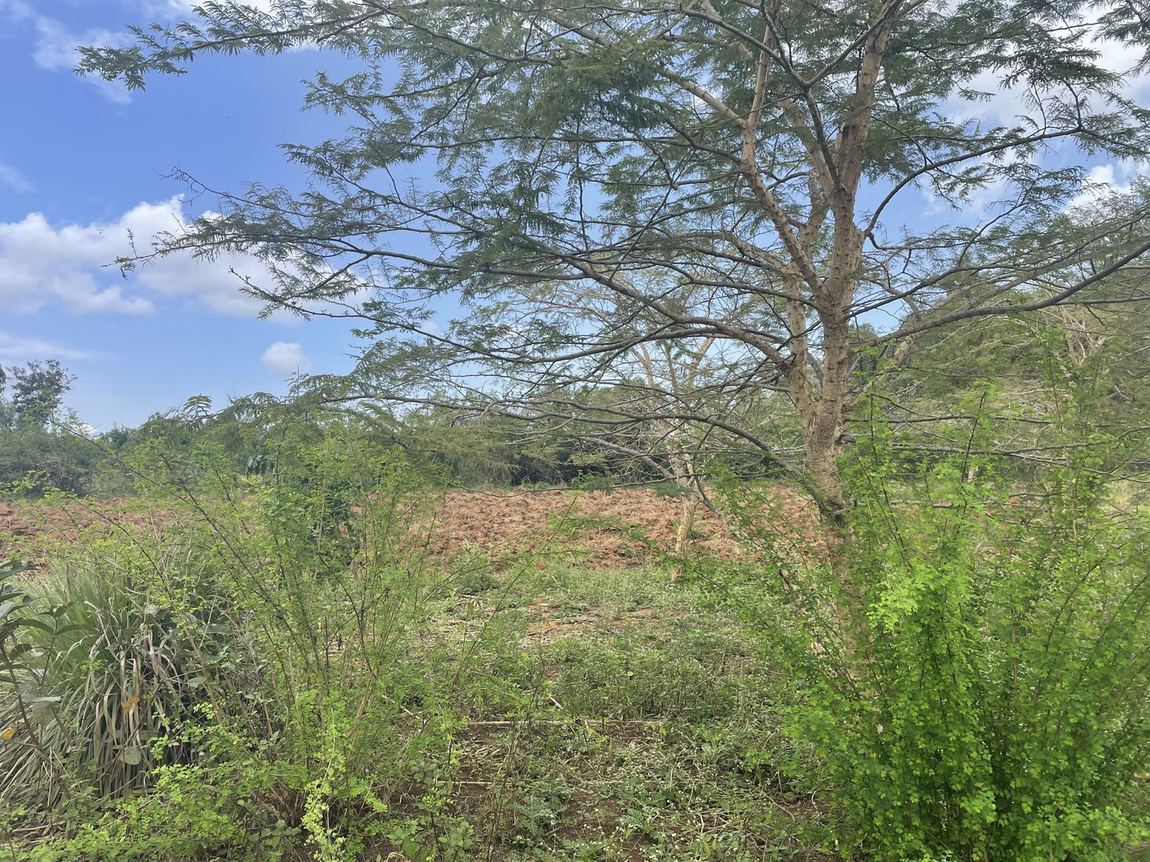 Acaciaboom boven het omgeploegde stuk grond in Bondo, west-Kenia